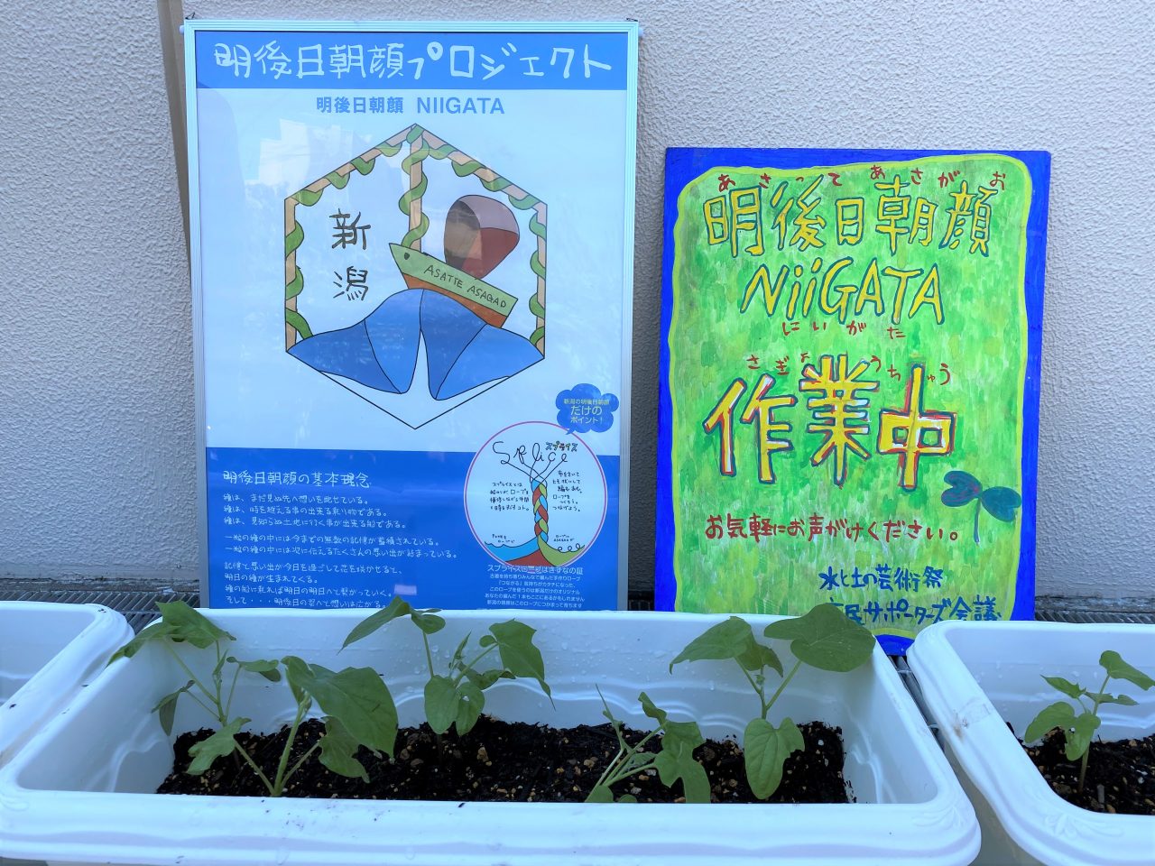 明後日朝顔の苗植え イベント ゆいぽーと 新潟市芸術創造村 国際青少年センター 明後日朝顔の苗植え イベント ゆいぽーと 新潟市芸術創造村 国際青少年センター