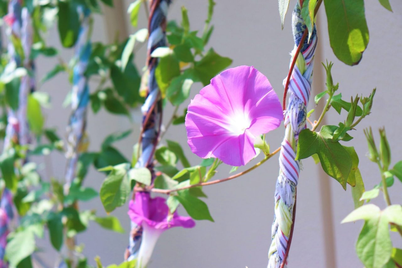 メイン写真：明後日朝顔の苗植え