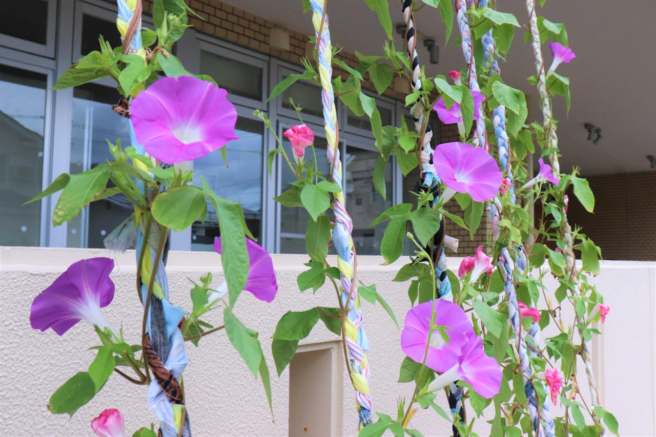 明後日朝顔の苗植え 22 イベント ゆいぽーと 新潟市芸術創造村 国際青少年センター