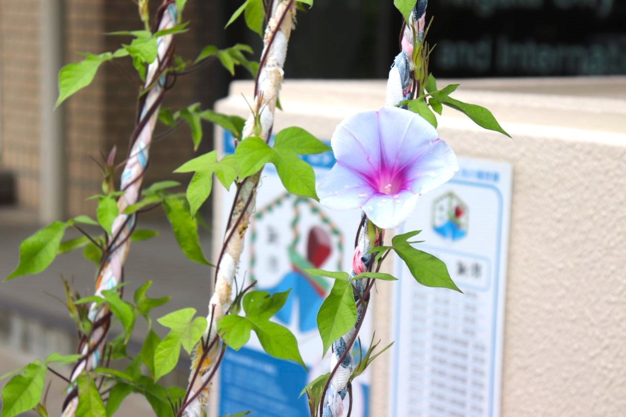 メイン写真：明後日朝顔プロジェクトNIIGATA　苗植え・2024