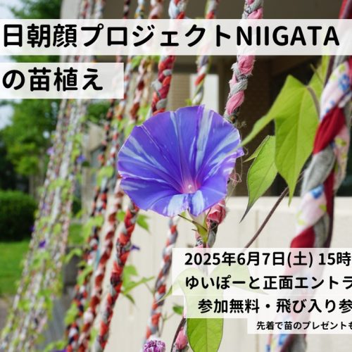 明後日朝顔プロジェクトNIIGATA　ゆいぽーとの苗植え・2025