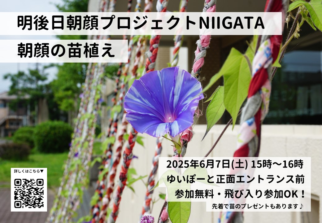 メイン写真：明後日朝顔プロジェクトNIIGATA　ゆいぽーとの苗植え・2025